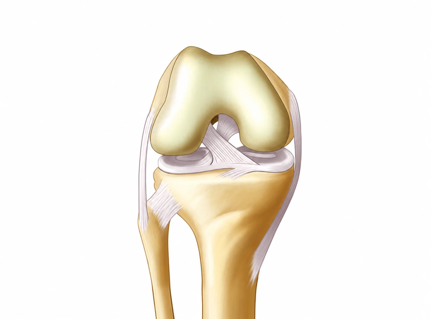 Vue anatomique antérieure du genou. Les fibres du ligament croisé antérieur sont continues entre le fémur et le tibia.